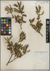 Foto von Salix lemmonii Bebb